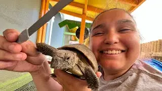 How to safely trim your 🐢’s BEAK in 5 minutes! 👍🐢❤️