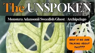 MONSTERA NOBODY'S TALKING ABOUT! Monstera Swedish Ghost or Archipelego, Care Tips & Sensitivities