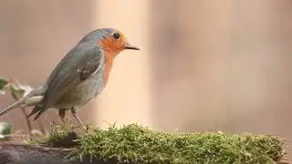 robinbird
