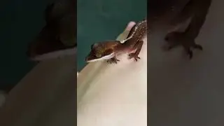 Borneo green eyed cat gecko