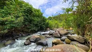 Let The Forest Breathe As Soft River Currents Move Through Mossy Stone Pathways
