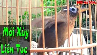 Họa mi m&aacute;i k&iacute;ch trống cực hiệu quả nhanh buổi s&aacute;ng, th&uacute;c trống tại nh&agrave; mới nhất