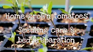Grow awesome tomatoes!     Pt2-Seedling care & bed preparation