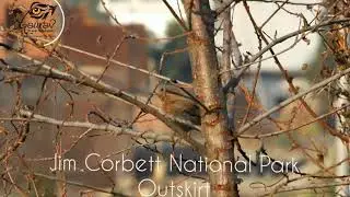 Brown Rock Chat | Cercomela Fusca | Jim Corbett National Park