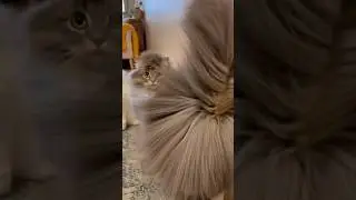 Fluffy Cat Tries to Fix Electricity and Gets Shocked ⚡🐱