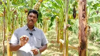 Banana pseudostem weevil വാഴയിലെ തടതുരപ്പൻ പുഴുവിനെ എങ്ങനെ നിയന്ത്രിക്കാം
