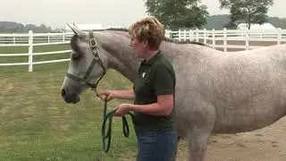 Turning Your Horse Into You