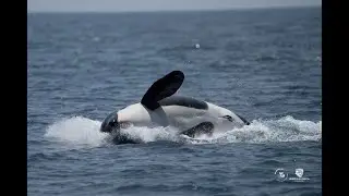 The official trailer of Espartes - Tales of the Iberian Orca.