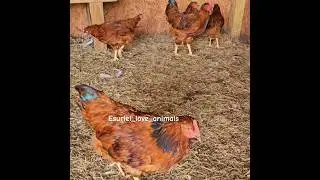 Chickens #petsvlog #cutefarmanimals #farmerlife #gallinas #shortvideo #chicks