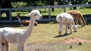 Alpaca Song