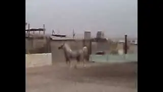 Las Dusten ِat Alriffain stable 2007 حصان المرشوش