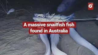 A massive snailfish fish found in Australia