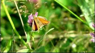ochlodes sylvanus