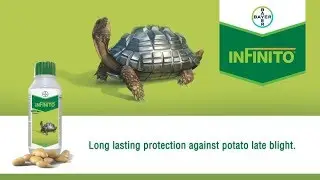 STOP Potato Blight! Powerful Infinito Fungicide (English) | Bayer CropScience India