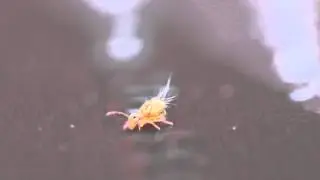 Paul Iddon Globby Video