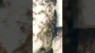 ᭚ᬜᬯᬦ᭄&zwnj;᭟ (Nyawan) Lebah #lebah Bee #bee 61
