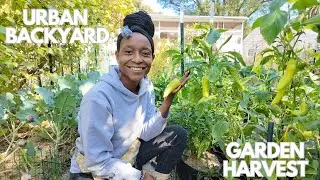 October Urban Garden Harvest | Pepper Redemption | Greenstalk Potato Harvest (It's Getting Cold)