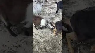 Goat Antics: Hilarious Moment a Goat Completely Zones Out #FunnyGoats #AnimalFails
