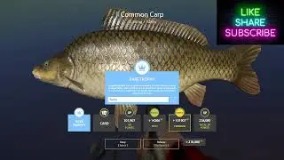 Blue Tag Trophy Amber Lake Common Carp-Trophy Frame-Sided Russian Fishing 4 - RF4