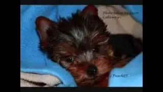 Sherr Bear's pup Koji needs your help
