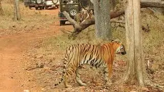 #Maya & Cubs with matakasur (4 tiger sighting )