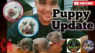 Puppy Update | Ninjah ❌ Lunsy | Bok Bully TV