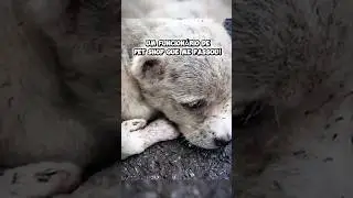 Essa receita vai acabar com as pulgas do seu pet! #dicas #viral #pet
