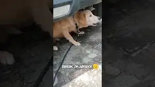 BARKING ON LAVRADOR 🫡 #labrador #goldenretriever #viralshort #trending #shorts