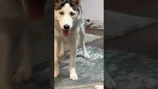They Speak From Heart 💙🐶 #shorts #dogs #huskies