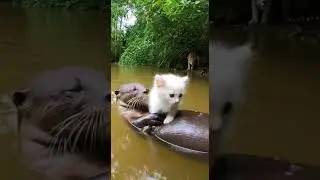 Unbelievable Bond Otter Protects Kitten Heartwarming Rescue Moment #cute #animals #pets