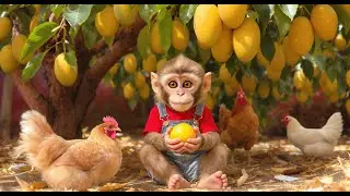 Momo the Little Monkey 🍋 A Day in the Mango Garden &ndash; Cute Farm Life