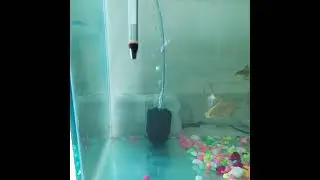Shark fish cold water problem 😨 #shorts #Sharkfish #aquarium  #AKFish&Pets
