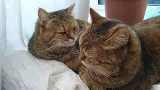 Two Exceptionally Comfy Cats