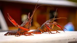Louisiana  Crawfish Boil {Catch Clean Cook} Pan Fried MudBug Fritters