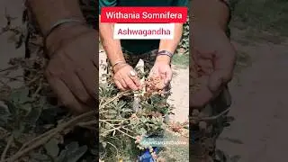 Grow Ashwagandha Plant I Benefits of Ashwagandha | Medicinal Plants #homegarden