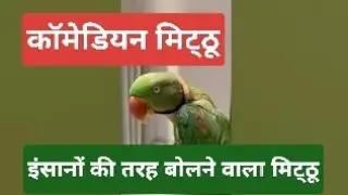 मिट्ठू की तरह तरह की आवाजें#parrottalking #parrotlover #parrotvideo #parrotsinging #तोता #मिट्ठू