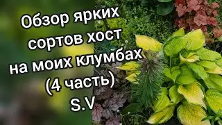 Review of bright varieties of hostas on my flowerbeds in spring (part 4) #hosta #variety #collect...
