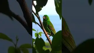 canary #shortvideo #shorts #birds #animals #viral #viralvideo #trending #fyp