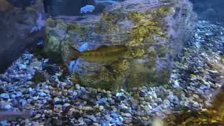 姬路水族館 石川櫻鱒