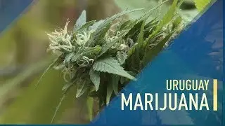 Cannabis business in Uruguay still grows six years after legalization
