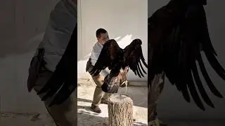 Golden Eagle 🦅 #vultures #falcons #wildlife #eagle #falconry #raptors #birds #eagles