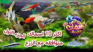 اكتر 10 اسماك متوافقة مع الزرع || الجزء الاول