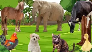 Lovely Animal Sounds: Horse, Goat, Rabbit, Duck, Pig, Dog, Fennec Fox, Parrot | Music For Relax