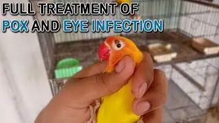 LOVE BIRDS FULL TREATMENT OF POX, EYE INFECTION AND MITES ATTACK | AA BIRDS INFORMATION