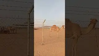 মরুভূমির জাহাজ দুবাই