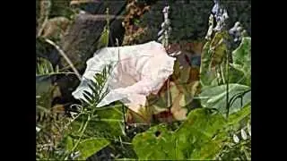 Black Henbane - Greensleeves