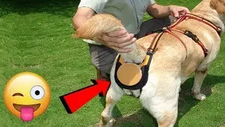 Top 7 Amazing Gadgets Every Pet Owner Must Have in 2018 |Amazon Gadgets | NEW TECH GADGETS