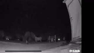 Hierarchy at feeding time