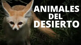 Los 25 animales del desierto más comunes🐪