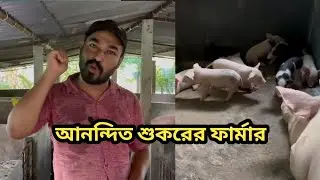 Tripura pig farm || Pig farm Business profitable & Loss  || 13 October 2025 smart indian farmers 